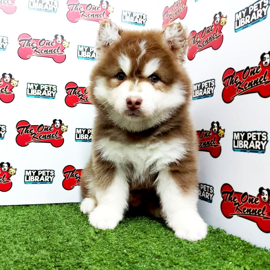 Wooly Husky Puppy For Sale