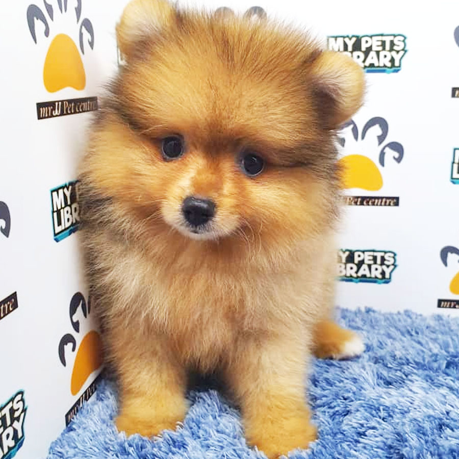 Pomeranian Puppy (Male) For Sale
