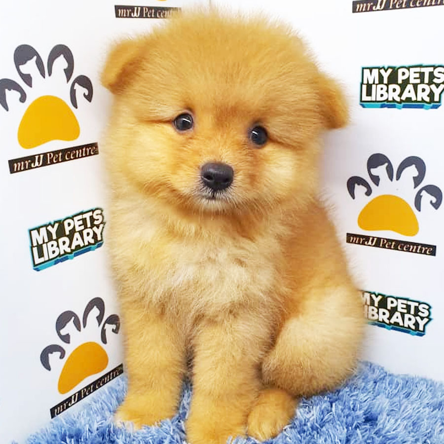 Pomeranian Puppy (Male) For Sale