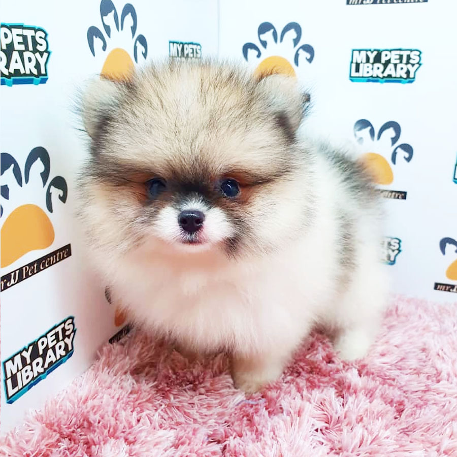 Pomeranian Puppy (Female) For Sale