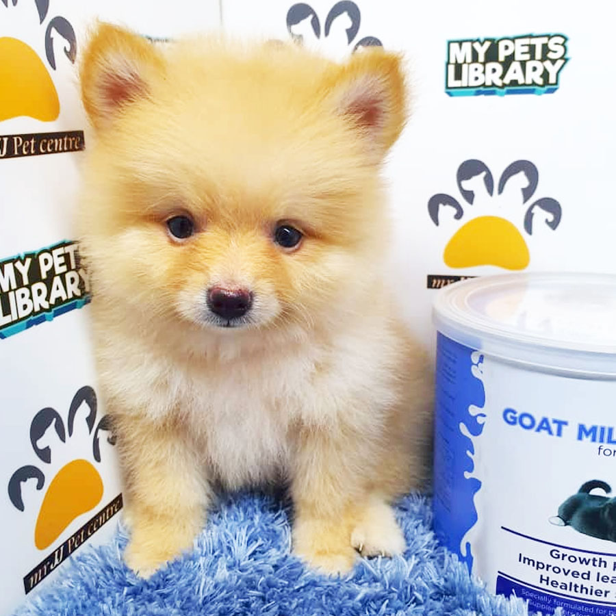 Pomeranian Puppy (Male) For Sale