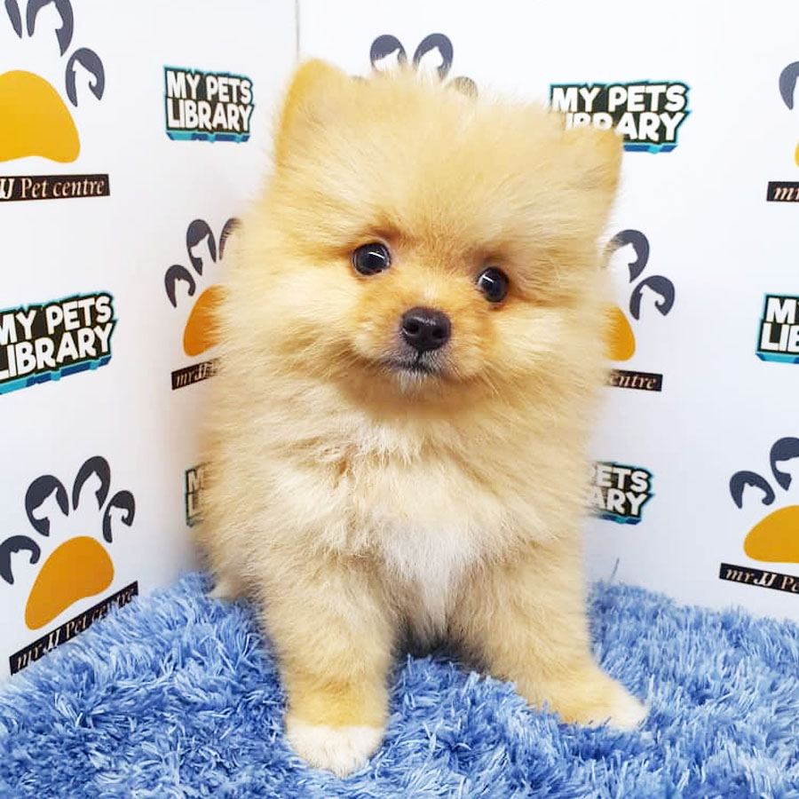 Pomeranian Puppy (Male) For Sale