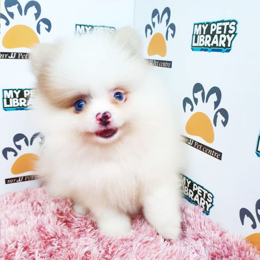 Pomeranian Puppy (Female) For Sale