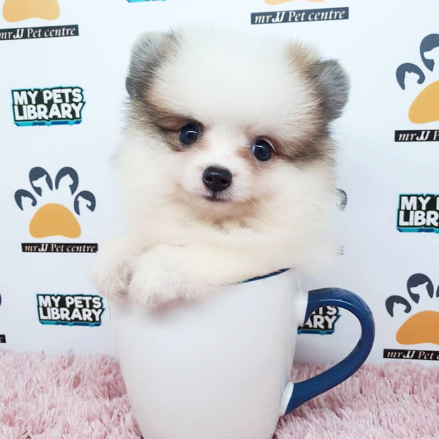 Pomeranian Puppy (Female) For Sale