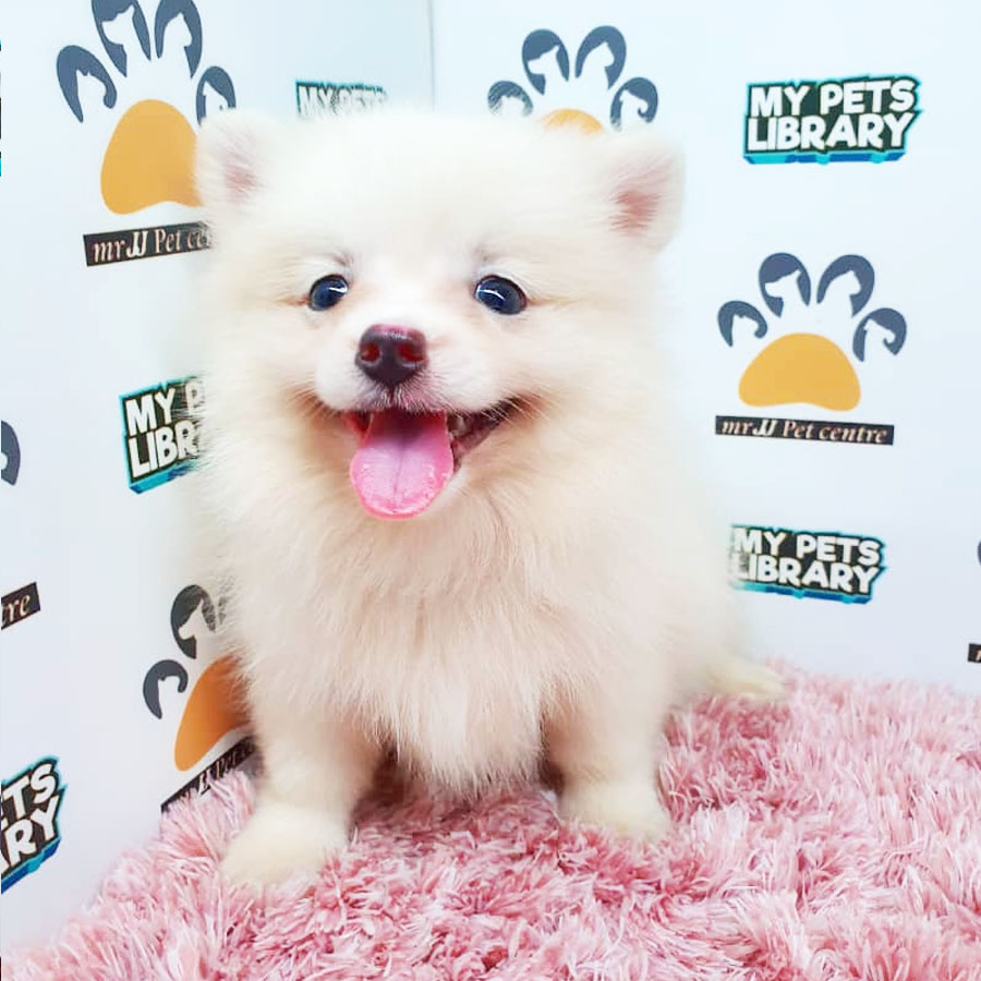 Pomeranian Puppy (Female) For Sale