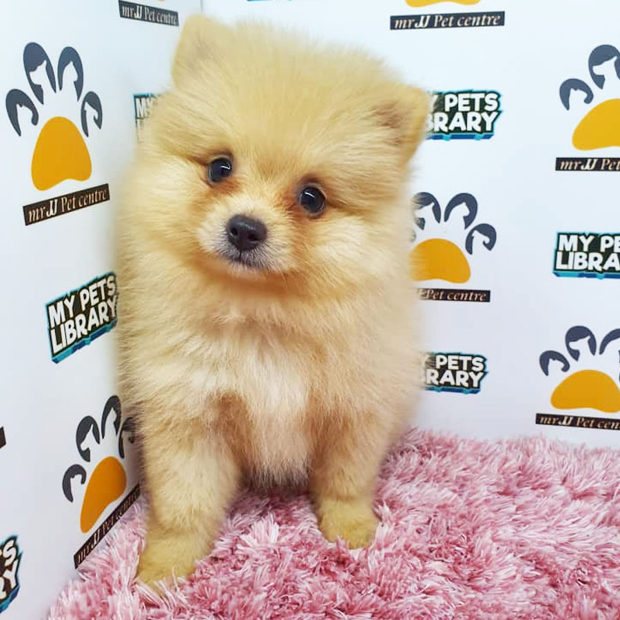 Pomeranian Puppy (Female) For Sale