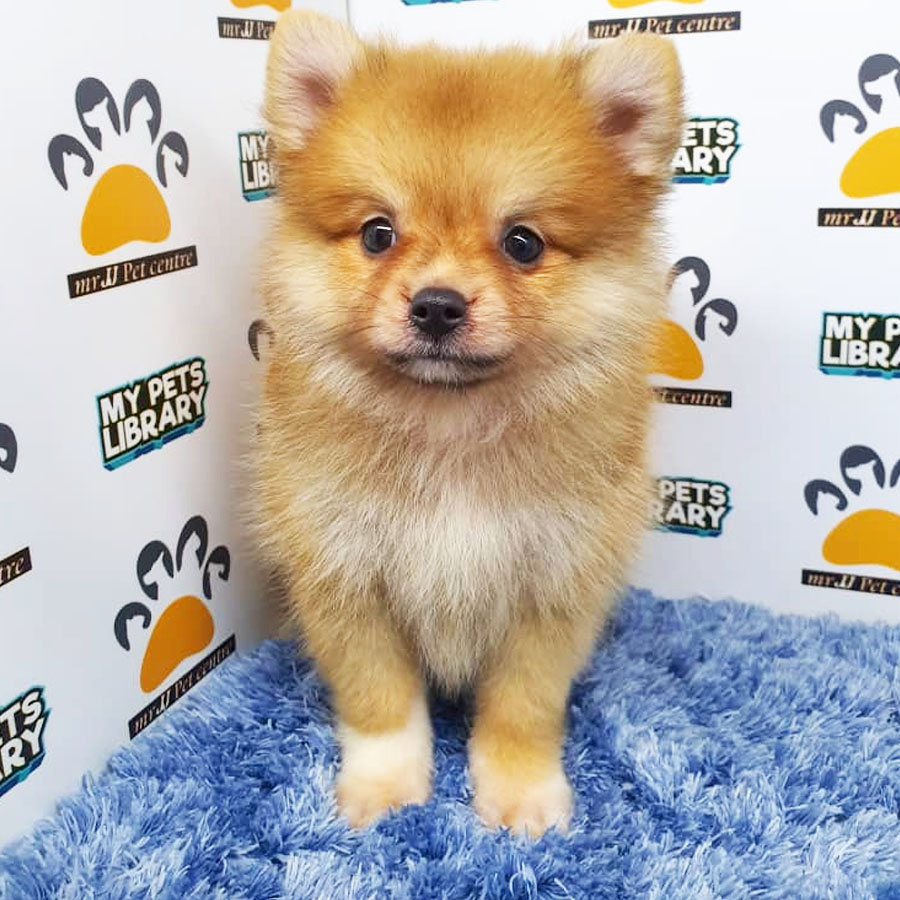 Pomeranian Puppy (Male) For Sale