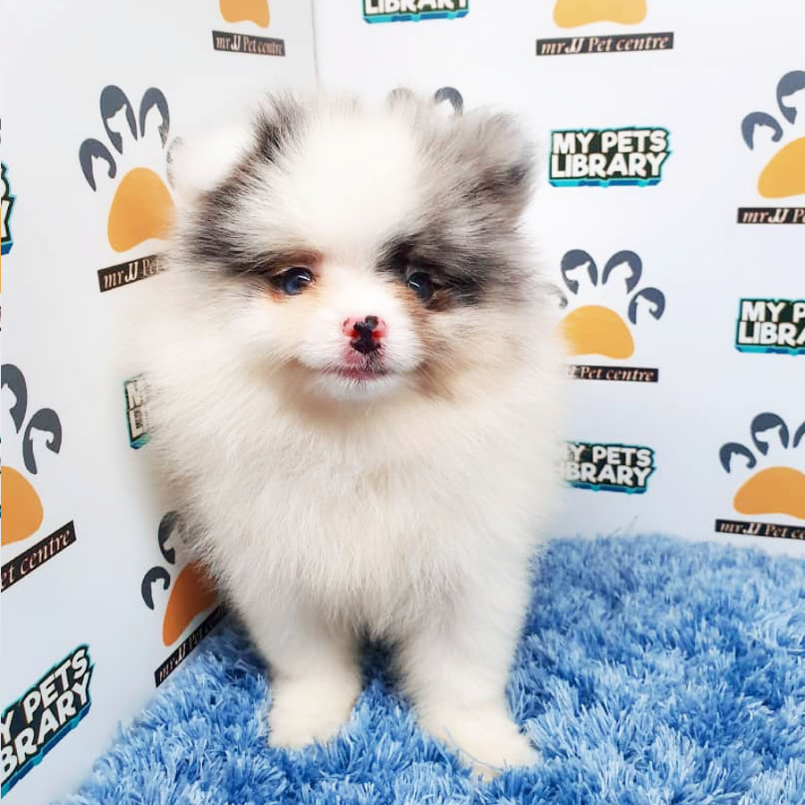 Pomeranian Puppy (Male) For Sale