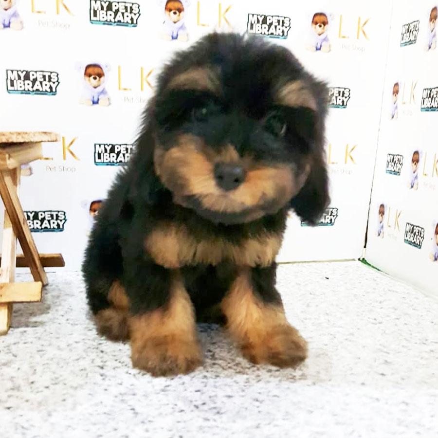 Toy Poodle Puppy (Female) For Sale