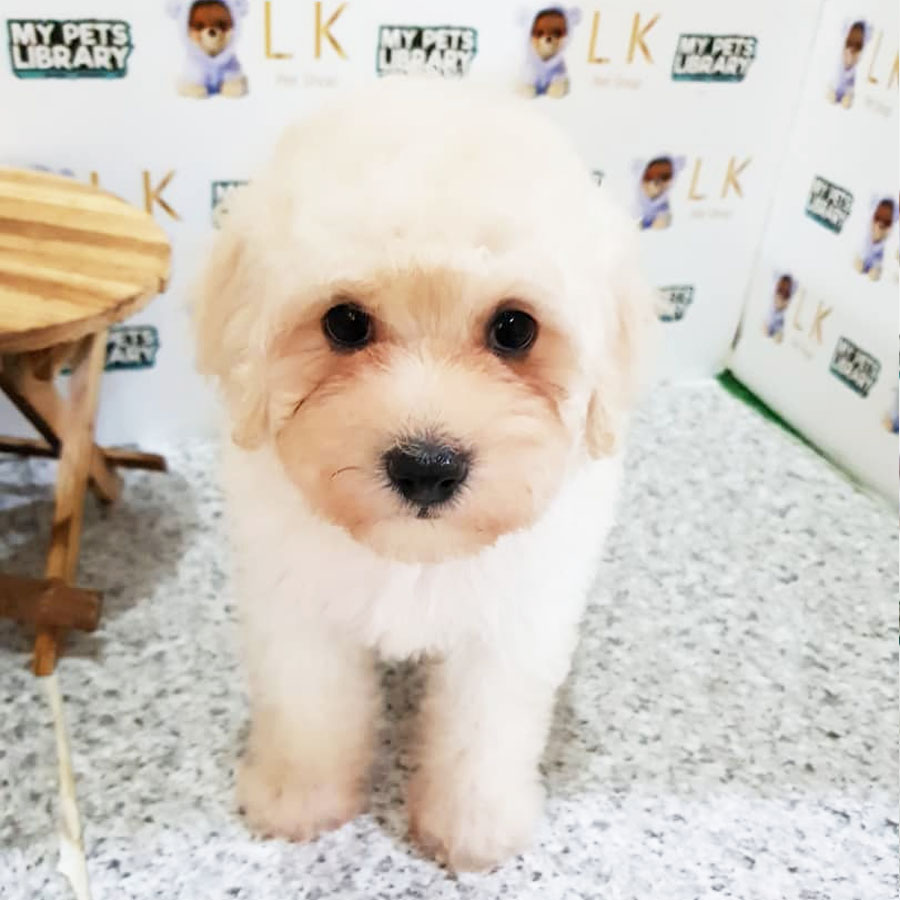 Toy Poodle Puppy (Male) For Sale