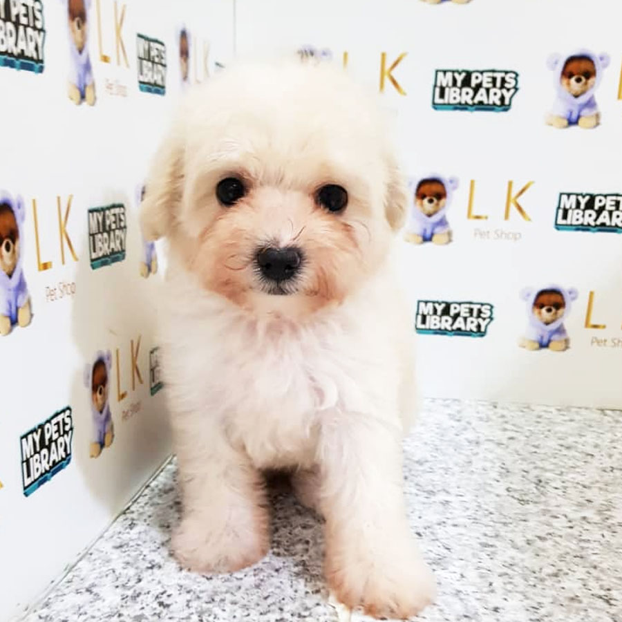Toy Poodle Puppy (Female) For Sale