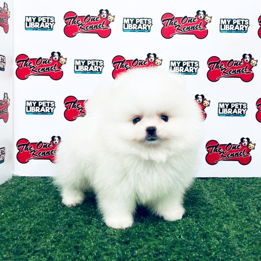 Pomeranian Puppy (Female) For Sale