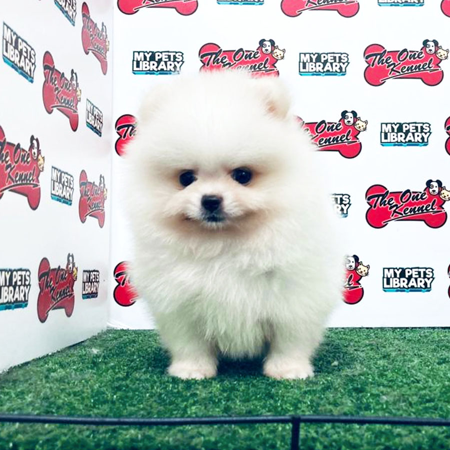 Pomeranian Puppy (Male) For Sale