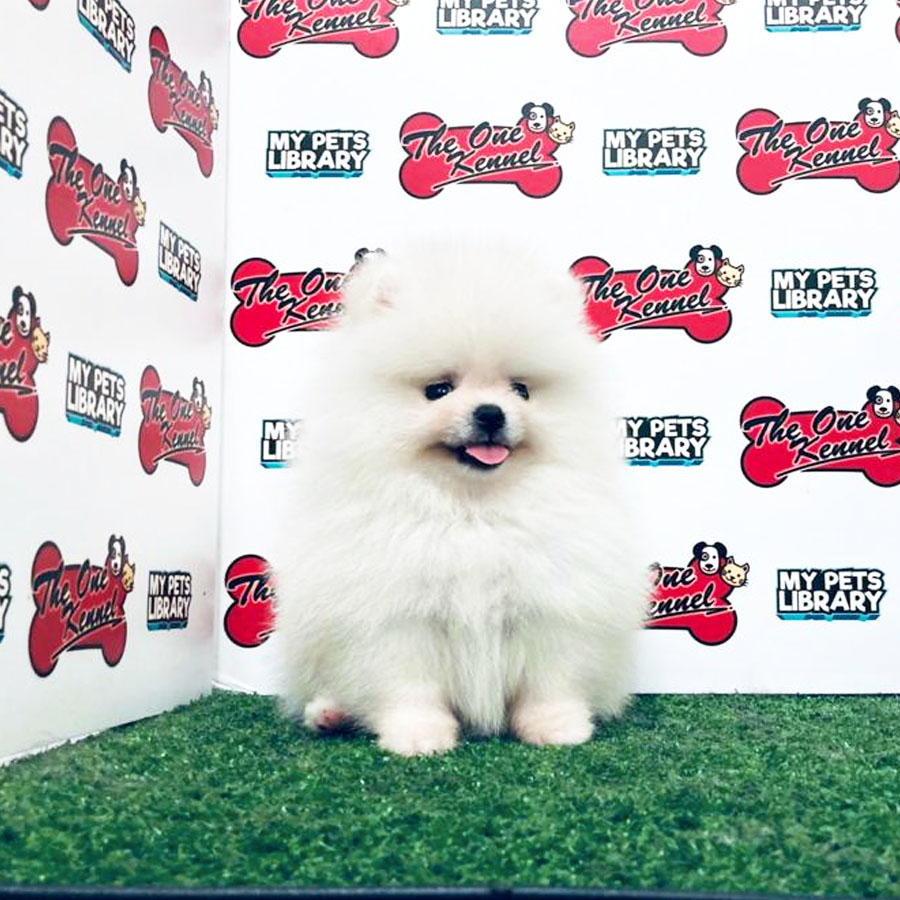 Pomeranian Puppy (Female) For Sale