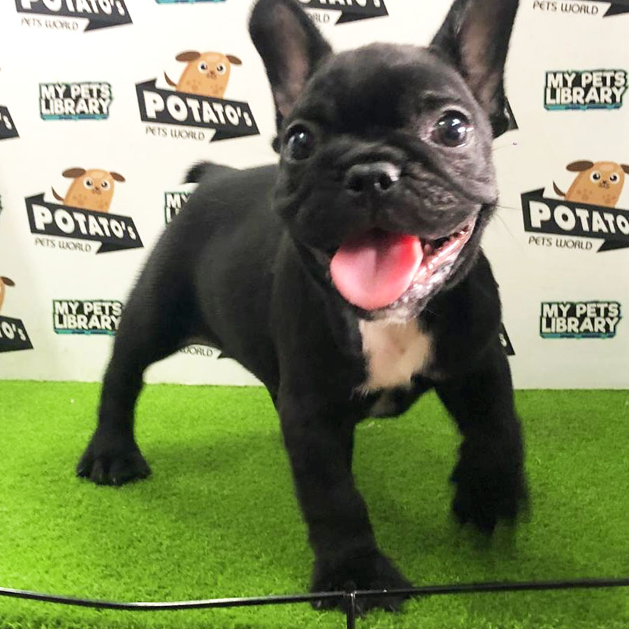 French Bulldog Puppy (Female) For Sale