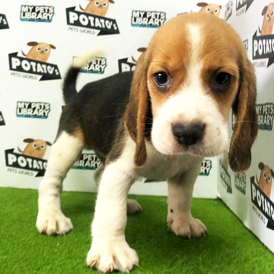 Beagle Puppy (Male) For Sale