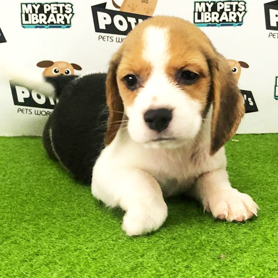Beagle Puppy (Female) For Sale