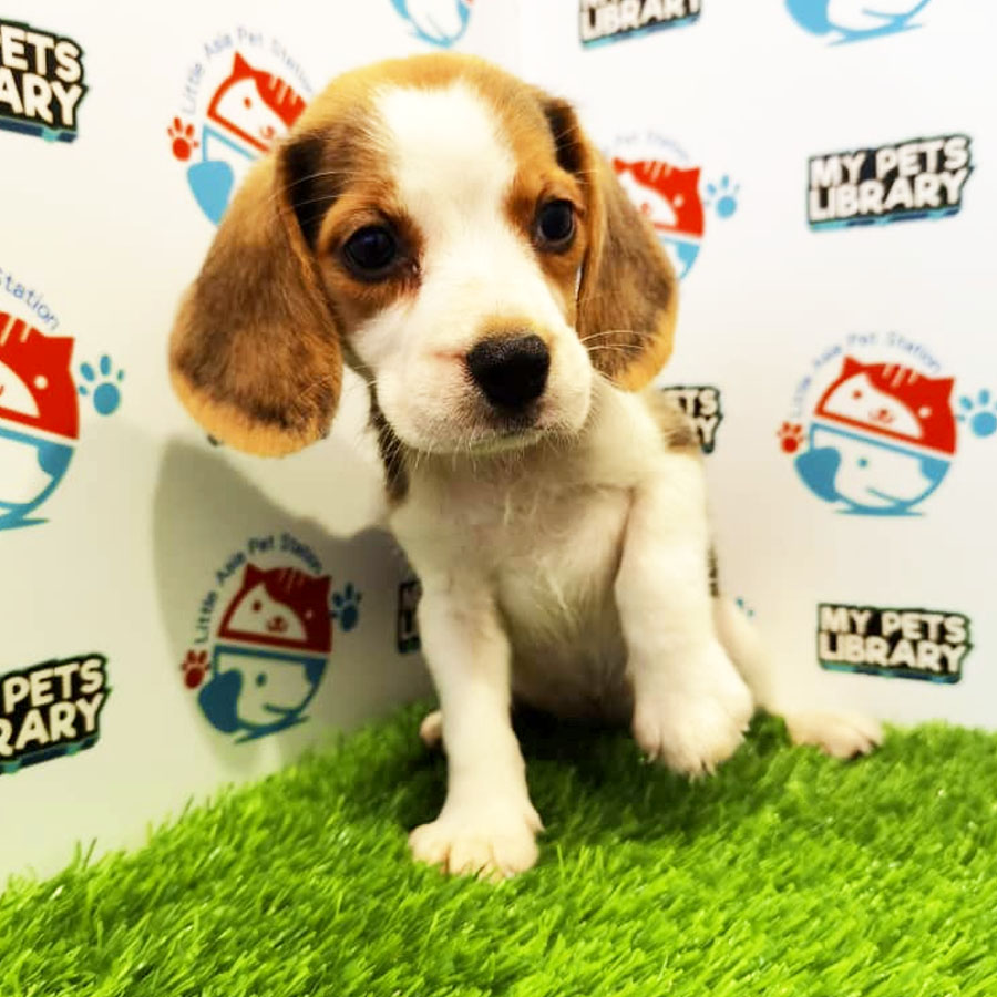 Beagle Puppy (Female) For Sale