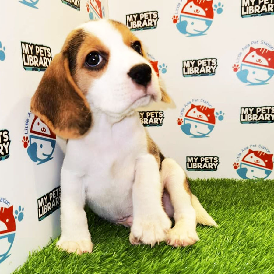 Beagle Puppy (Male) For Sale