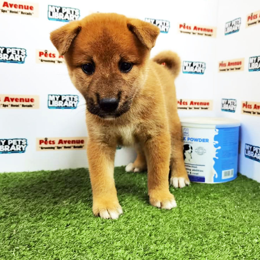Shiba Inu Puppy For Sale