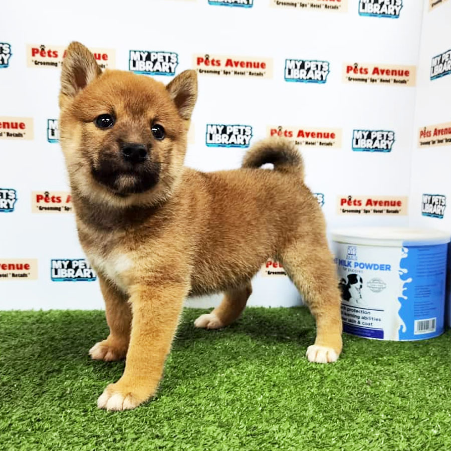 Shiba Inu Puppy For Sale