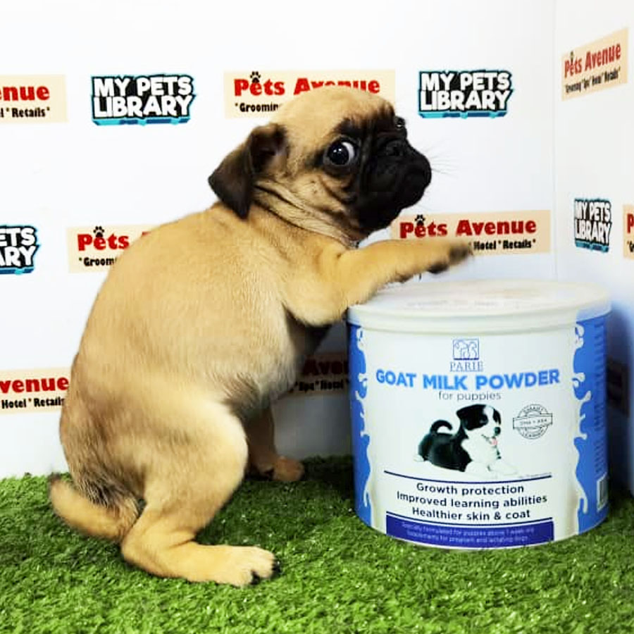 Pug Puppy (Female) For Sale