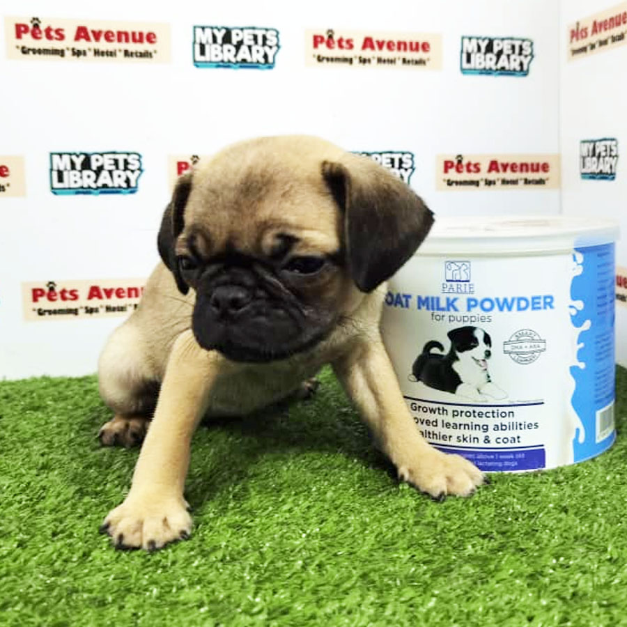 Pug Puppy (Female) For Sale