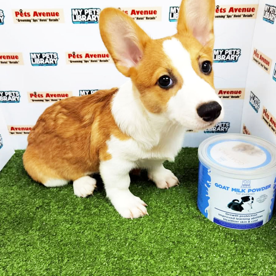 Welsh Corgi Puppy (Male) For Sale