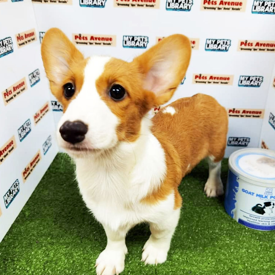 Welsh Corgi Puppy (Female) For Sale