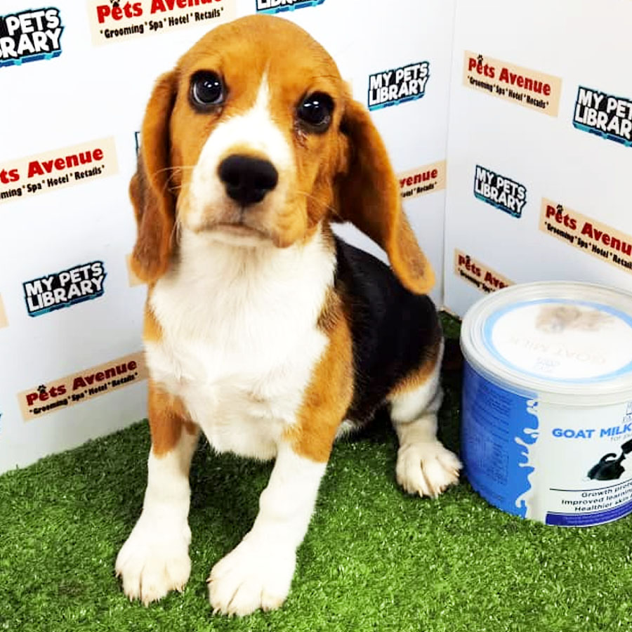 Beagle Puppy (Male) For Sale
