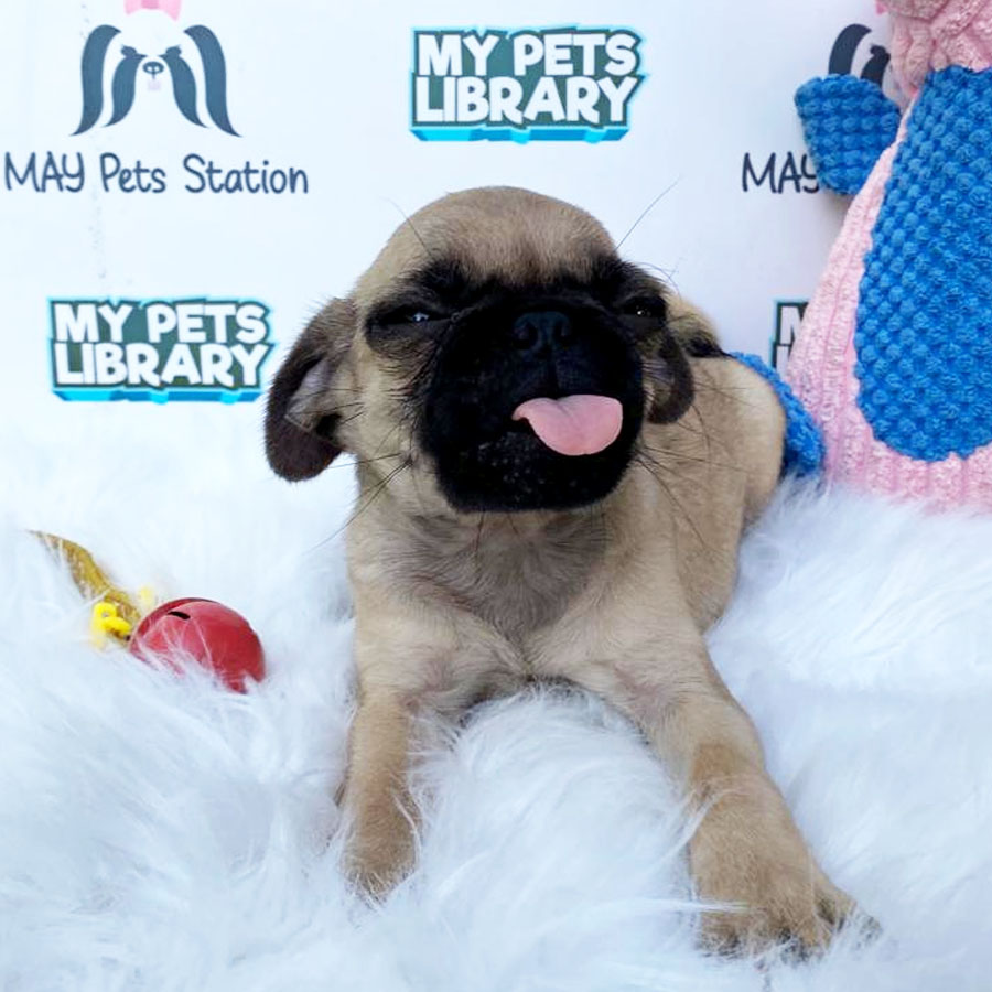 Pug Puppy For Sale (Male)
