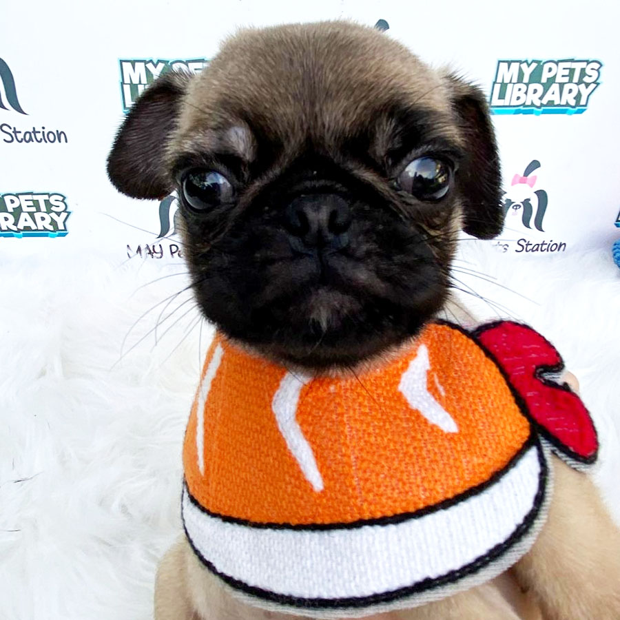 Pug Puppy For Sale (Male)
