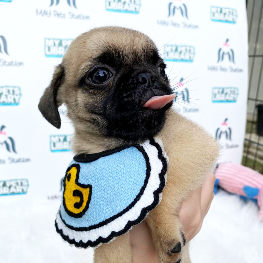 Pug Puppy For Sale (Male)