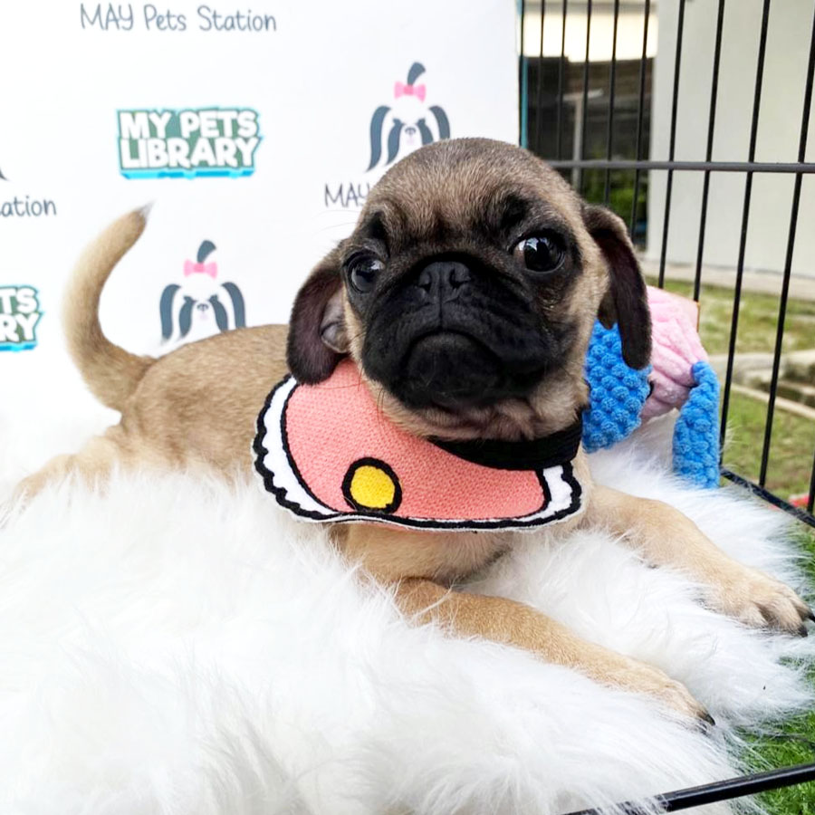 Pug Puppy For Sale (Female)