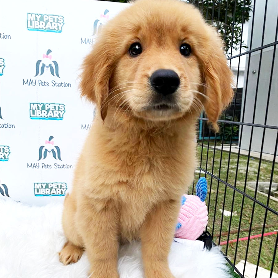 Big Bone Golden Retriever Puppy For Sale (Female)