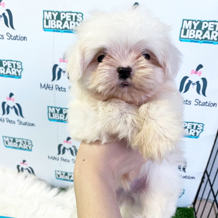 Maltese Puppy For Sale (Male)