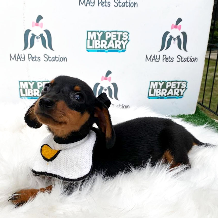 Miniature Dachshund Puppy For Sale (Female)