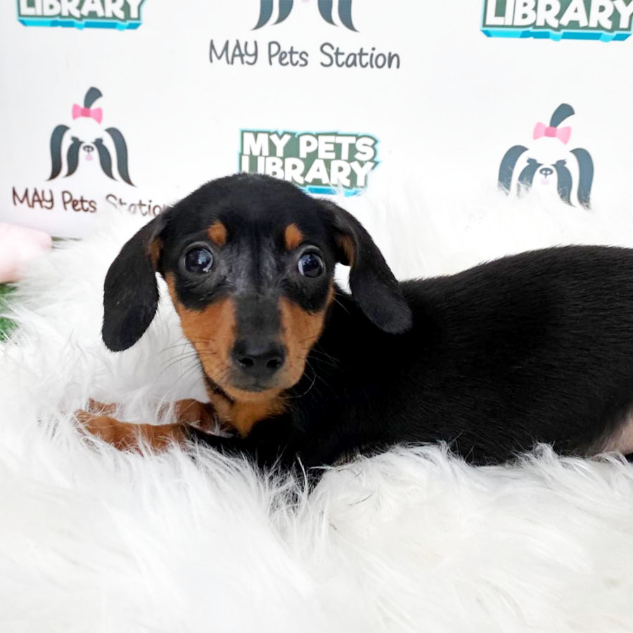 Miniature Schnauzer Puppy For Sale (Female)