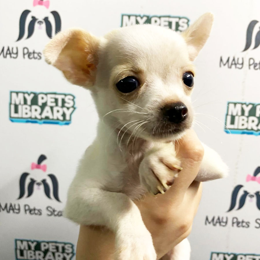Apple Head Chihuahua Puppy For Sale
