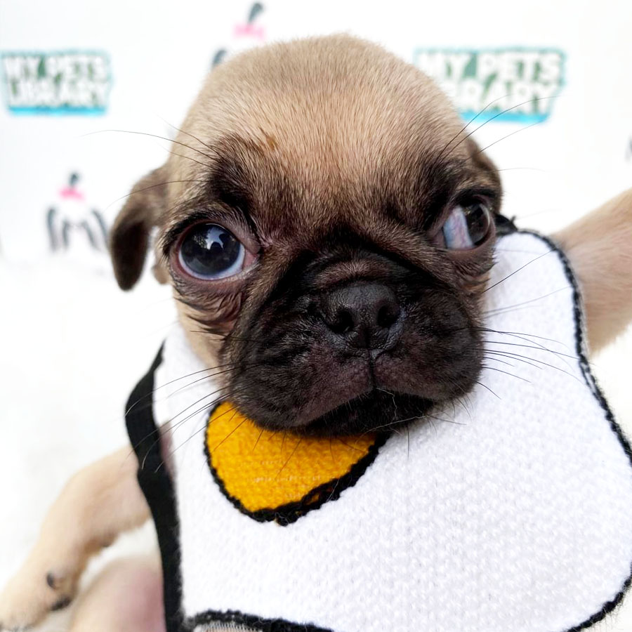 Pug Puppy For Sale (Male)