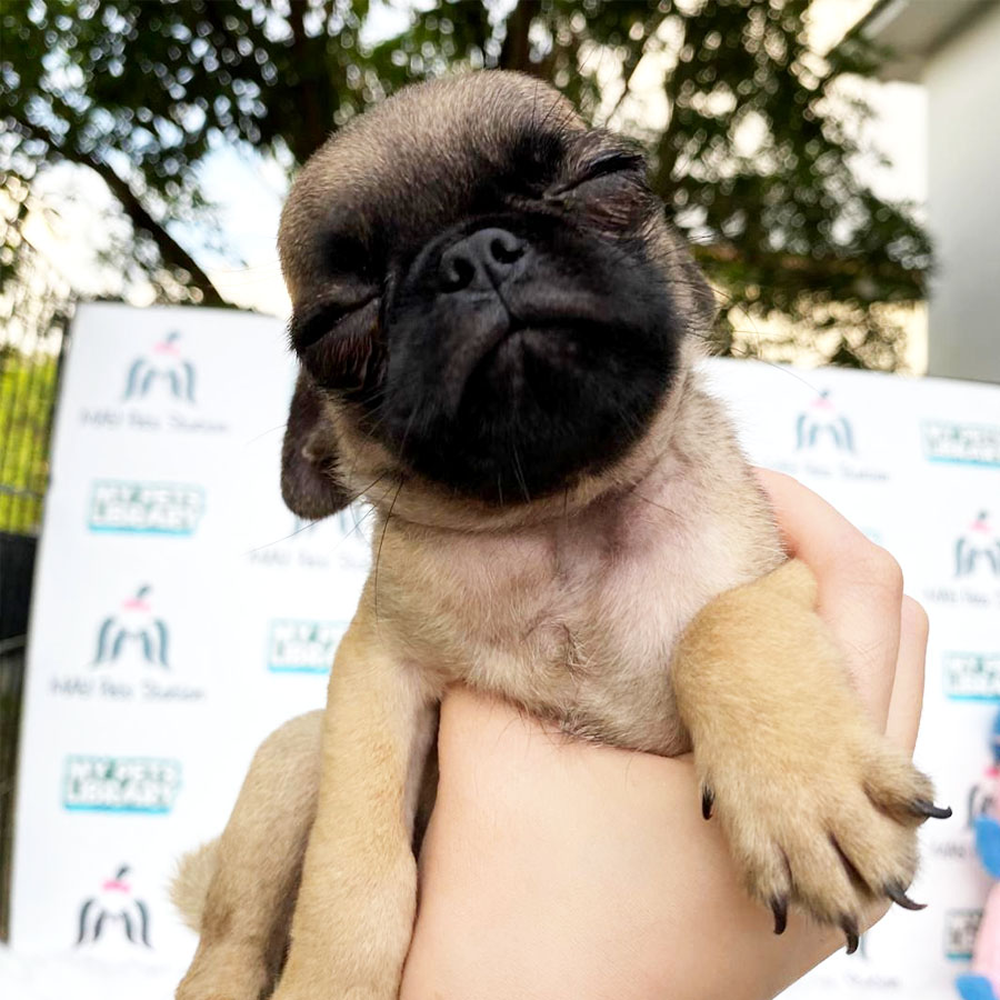 Pug Puppy For Sale (Male)