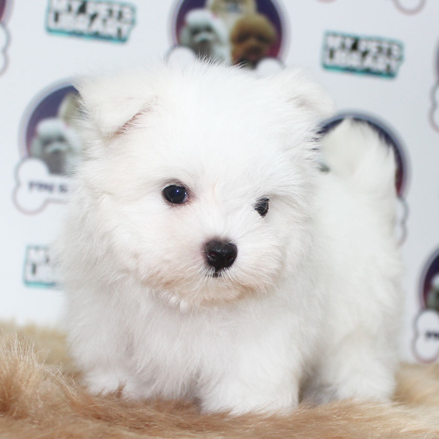 Maltese Puppy (Male) For Sale