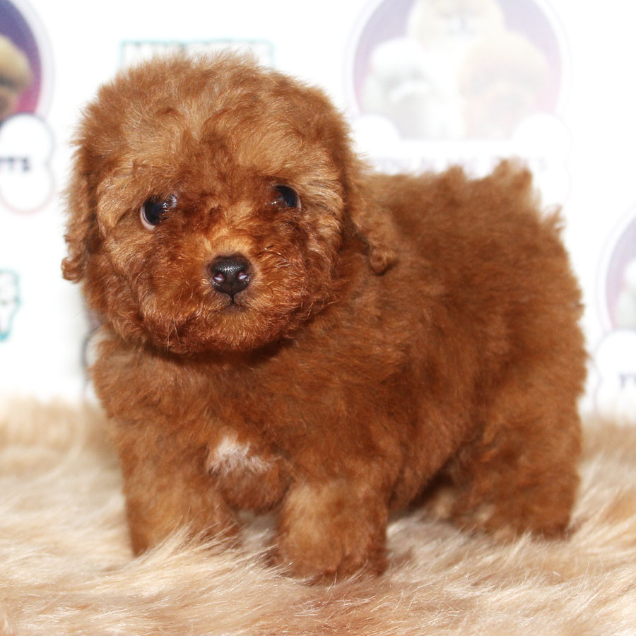 Tiny  Poodle Puppy (Female) For Sale
