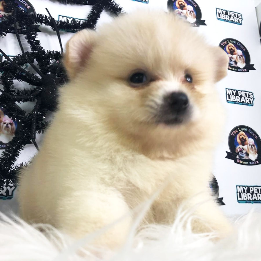 Pomeranian Puppy (Male) For Sale