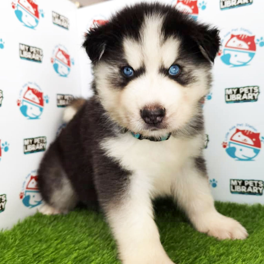 Wooly Husky Puppy For Sale