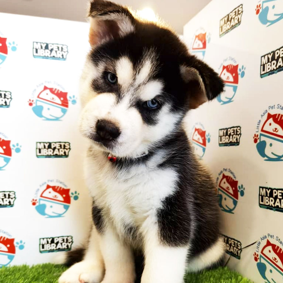 Wooly Husky Puppy For Sale