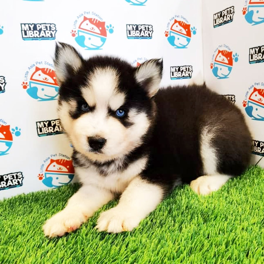 Wooly Husky Puppy For Sale