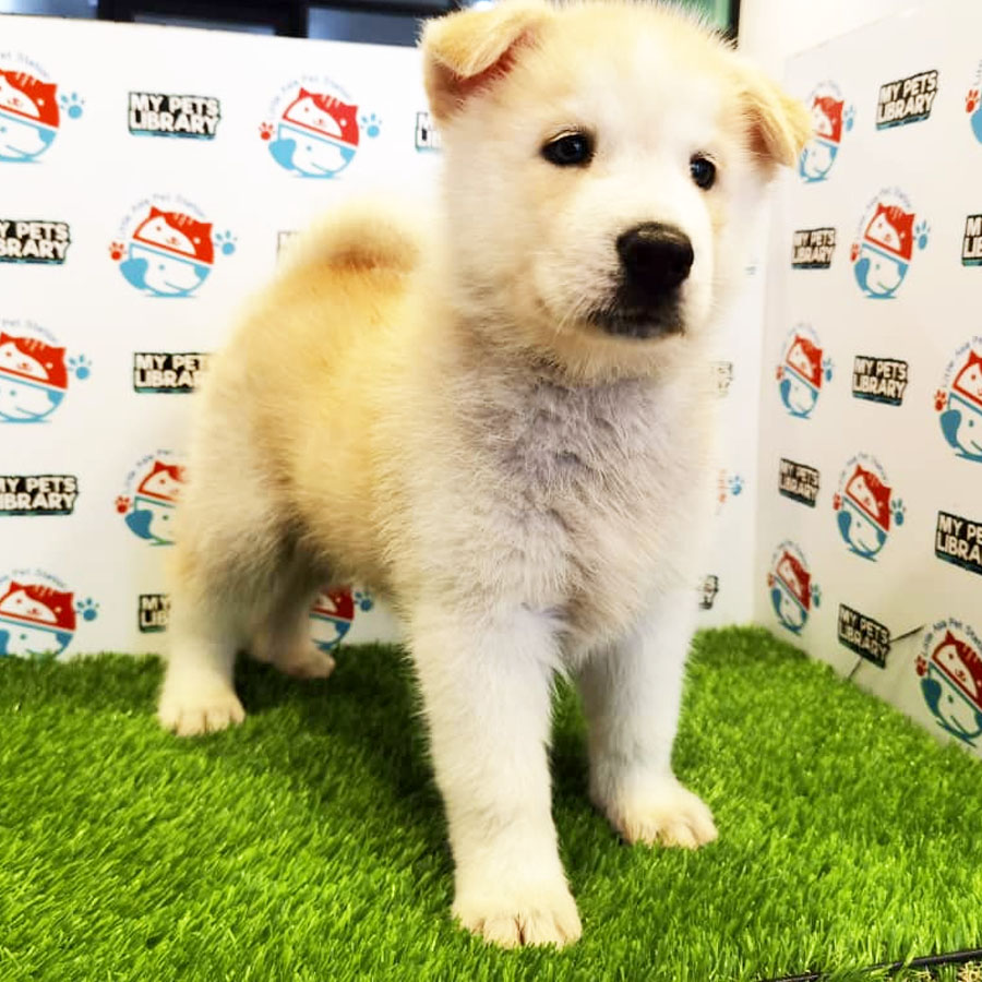 Wooly Husky Puppy For Sale