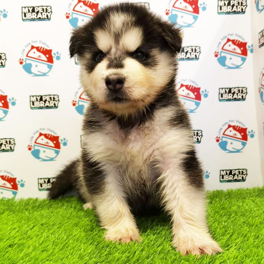 Wooly Husky Puppy For Sale