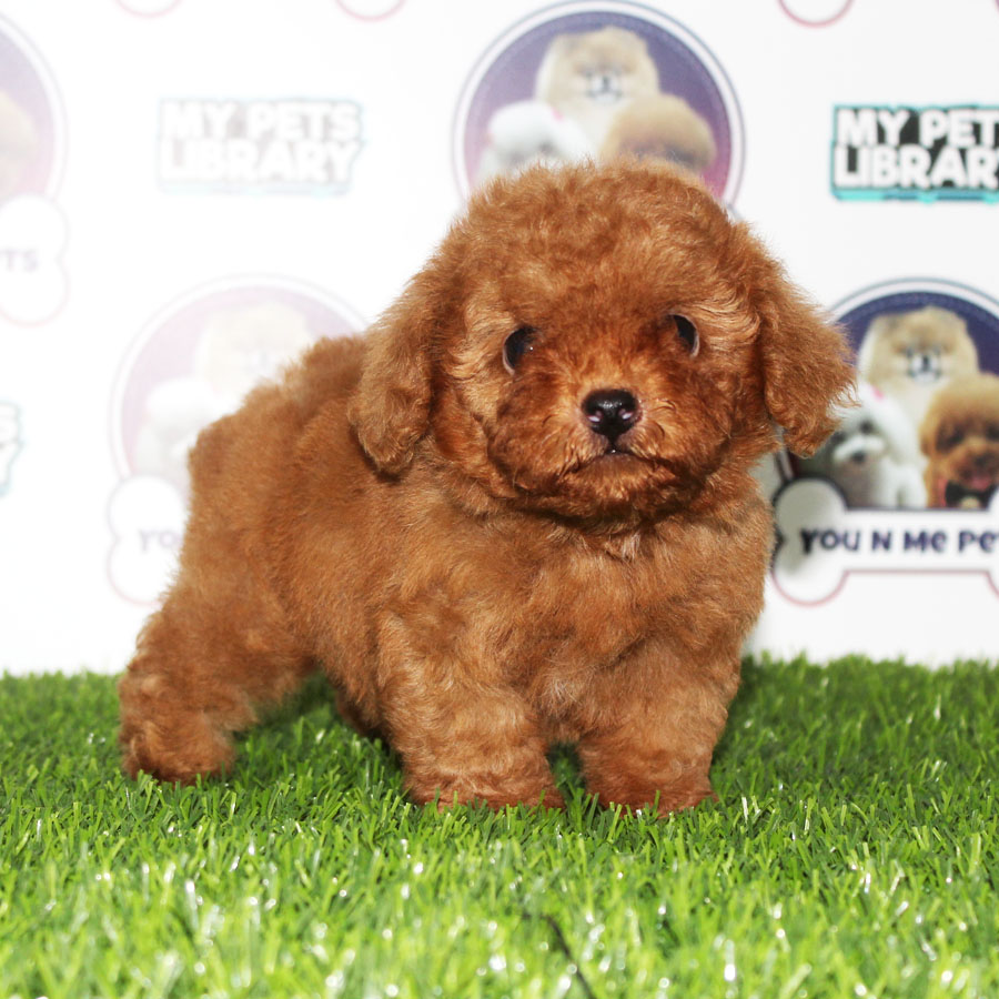 Tiny  Poodle Puppy (Male) For Sale